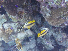 Heniochus intermedius