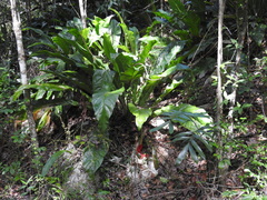 Anthurium crenatum