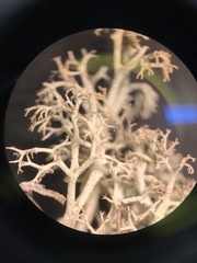 Cladonia ciliata ciliata