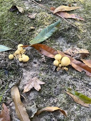 Gymnopilus subspectabilis