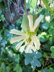 Behenantha
