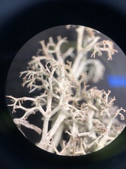 Cladonia ciliata ciliata