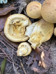 Gymnopilus subspectabilis