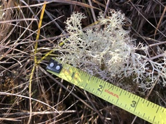 Cladonia ciliata ciliata