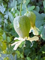 Behenantha