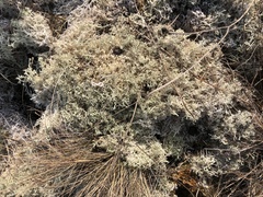 Cladonia ciliata ciliata