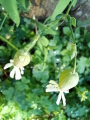 Behenantha