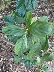 Viburnum odoratissimum