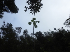 Cecropia schreberiana