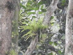 Guzmania