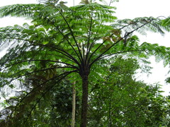 Cyathea arborea