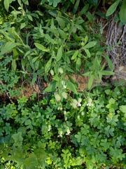 Behenantha