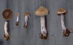 Cortinarius plumulosus