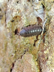 Porcellio dispar