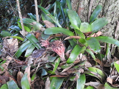 Billbergia pyramidalis