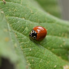 Cycloneda sanguinea