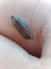 Proporcellio