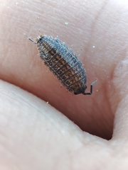 Proporcellio