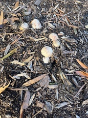 Calvatia cyathiformis