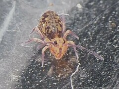 Ptenothrix