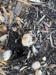 Calvatia cyathiformis