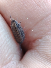 Proporcellio