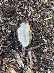 Calvatia cyathiformis