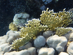 Millepora dichotoma