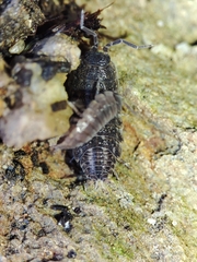 Proporcellio
