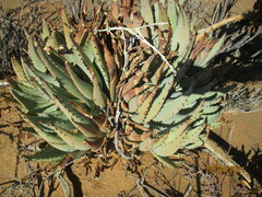 Aloe claviflora
