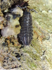 Proporcellio