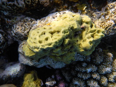 Millepora exaesa