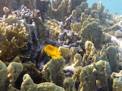 Pomacentrus sulfureus