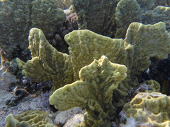 Millepora platyphylla
