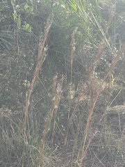 Andropogon floridanus