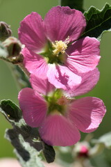 Sphaeralcea fendleri