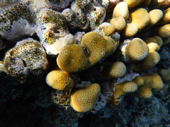 Goniastrea stelligera