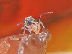 Ptenothrix