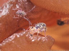 Ptenothrix