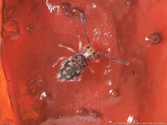 Ptenothrix