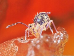 Ptenothrix