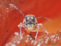 Ptenothrix
