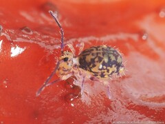 Ptenothrix
