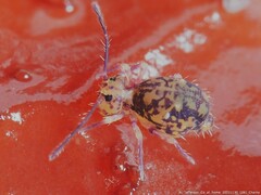 Ptenothrix