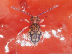 Ptenothrix