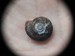 Helicigona lapicida