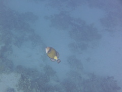 Balistoides viridescens