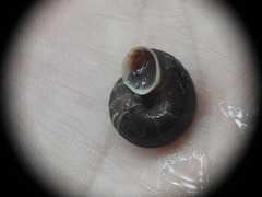 Helicigona lapicida