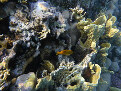 Pomacentrus sulfureus