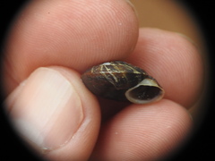 Helicigona lapicida